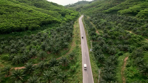 Drone chasing cars at palm oil plantation, Phang nga, Thailand