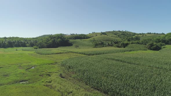 Corn Plantations Philippines