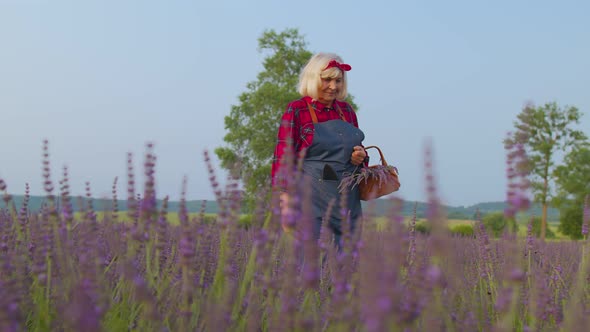 Senior Woman Grandmother Farmer Gathering Lavender Flowers on Summer Herb Garden Farm Eco Business