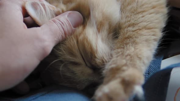 Cute Ginger Cat Dozing on Dark Blue Fabric. Close Up Slow Motion Footage of Fluffy Pet. Man Stroking