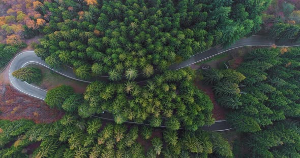 Overhead Aerial Top View Over Car Travelling on Hairpin Bend Turn Road in Countryside Autumn Forest