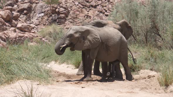 Elephant pushing the other to leave a small waterhole 