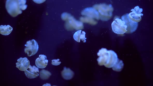 Beautiful Colorful Glowing Jellyfishes in Macro Closeup Shot Swimming in Aquarium Pool with Blue