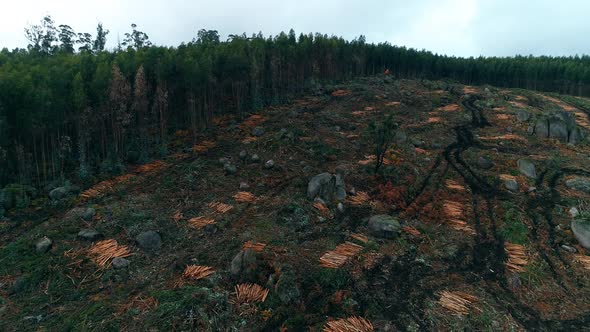 Drone footage of deforested pine forest