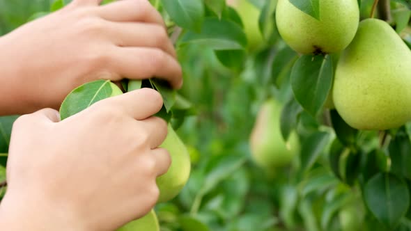 Child Plucks a Yellow Pear From a Branch in the Garden