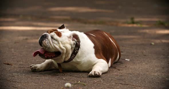 Young Female English Bulldog Lying Outdoors on the Ground in Spring and Breathing Hard