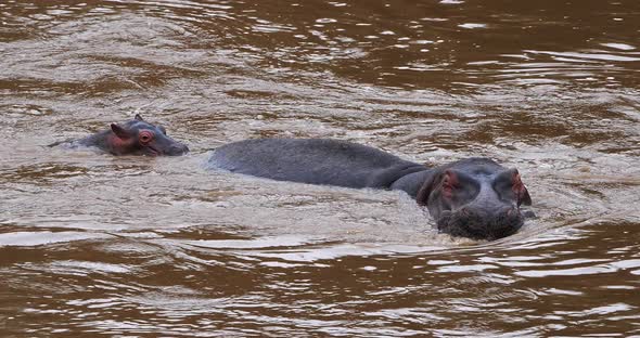 Hippopotamus, hippopotamus amphibius, Mother and Calf in River, Masai Mara park in Kenya