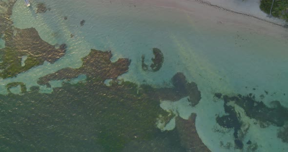 Aerial of palm trees and shallow turquoise sea water on sea coast