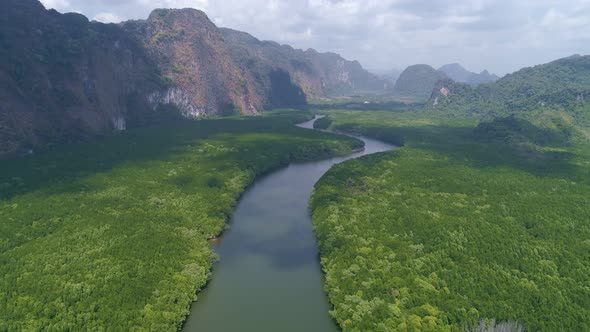 Amazing abundant mangrove forest Aerial view of forest trees Rainforest ecosystem