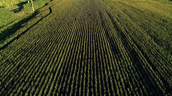 60 fps (slow could be slow motion) aerial view of a cornfield in Chile summer time, close to one of