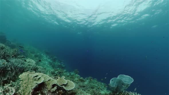 Coral Reef Tropical Fish Underwater