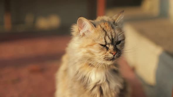 Red Persian Cat in the Grass