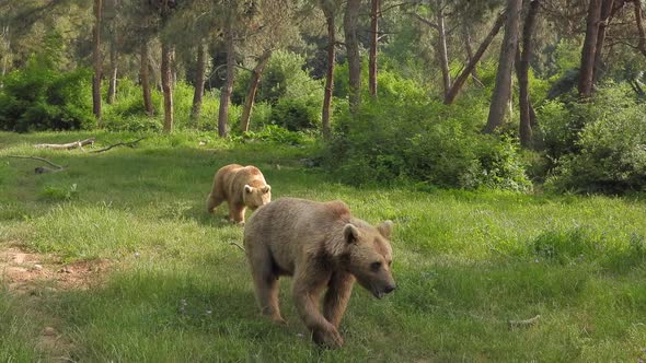 Real Wild Bears In Natural Habitat Among The Trees In The Forest