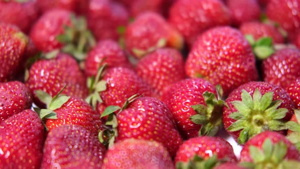 Lots of Ripe Strawberries Rotating Close Up