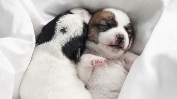 Newborn Puppy Sleeping on Knitted Plaid