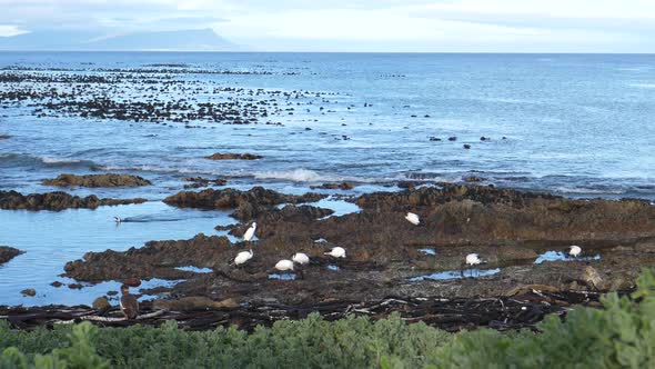 African sacred ibis on the rocks around Betty's Bay in South Africa