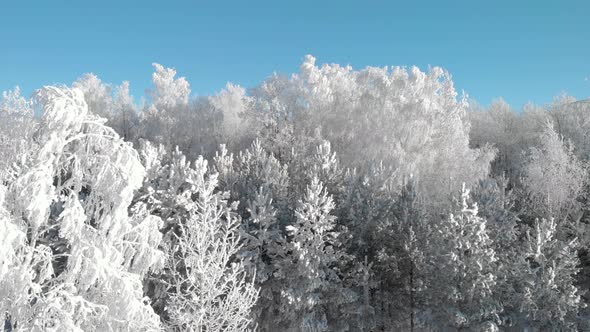 Winter frost on the trees
