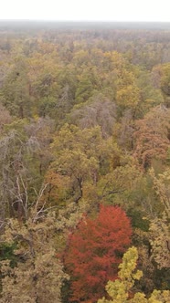 Vertical Video Autumn Forest with Trees By Day