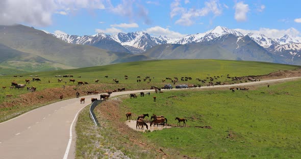 Animals, Horses and Cows Graze in the Meadows of the Elbrus Region