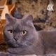 Home Cat And Guitar - VideoHive Item for Sale