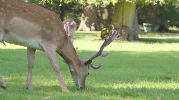 Fallow Deer Stag Grazes in a Meadow By a Forest on a Sunny Day - Closeup