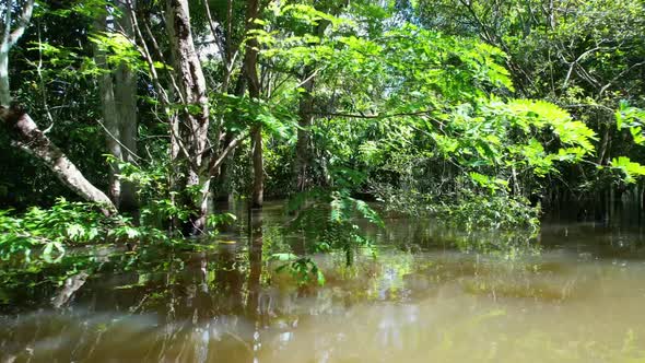 Stunning landscape of Amazon Forest at Amazonas State Brazil.