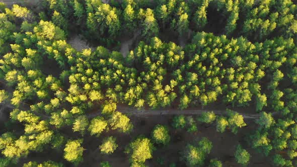 Drone Flying Over a Green Forest with Waterfall in the Altai Mountains.