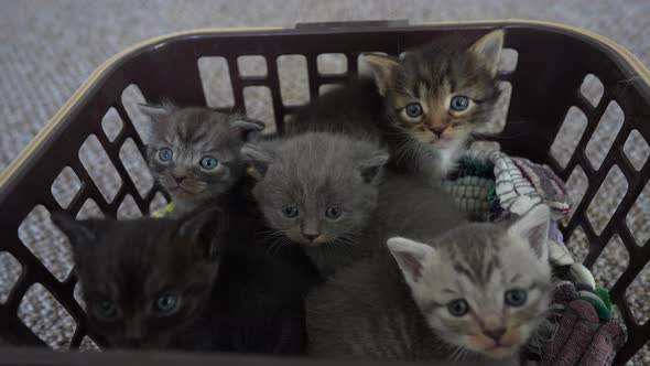 Little five kittens are waiting for the cat in basket. Cute funny home pets