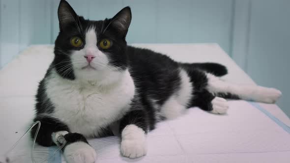 Cat in Veterinary Clinic Lies on Table with Catheter in Its Paw