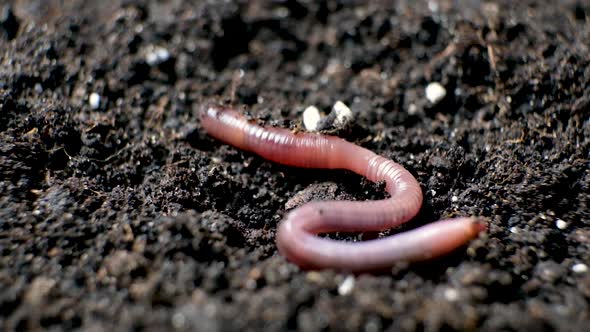 A Large Beautiful Earthworm Crawls on the Black Ground Closeup