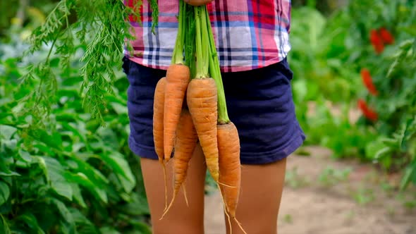 Harvest of Carrots in the Hands of a Child