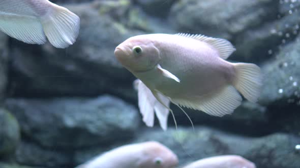 Giant Gourami Albino, Osphronemus Goramy Large Fish Native To Freshwater Habitats In Southeast Asia