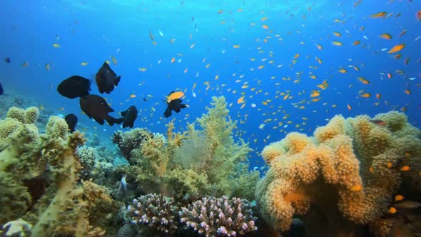 Underwater Tropical Sea Seascape