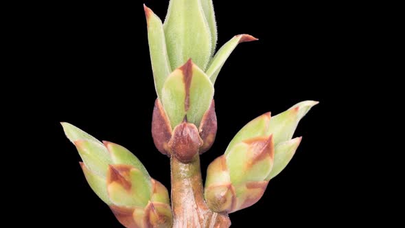 Elder Tree Buds Opening Time Lapse. Footage With Alpha Channel 