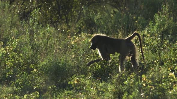 Baboon eats and comes out of the frame.