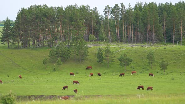 Cow and Bull in the Mountains