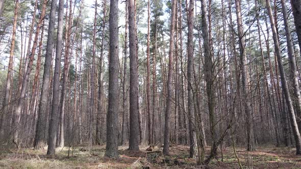 Trees in a Pine Forest During the Day Aerial View