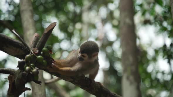 Common squirrel monkey baby trying to dislodge green fruits to eat in slow motion