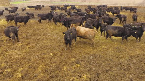 Beef Bulls on the Farm, Breeding Animals, Livestock, View from above
