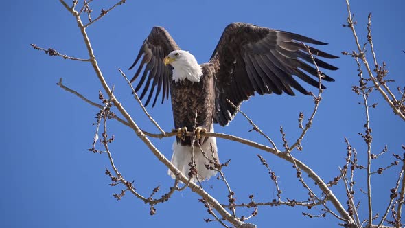 Bald Eagles in a tree as one flies away and the other watches