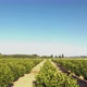 Apple Orchard Early Morning Aerial  - VideoHive Item for Sale