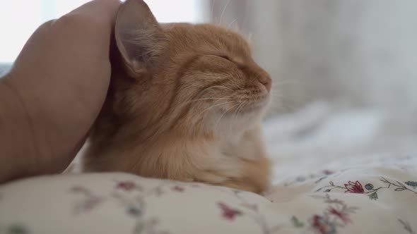 Cute Ginger Cat Lying in Bed. Man Stroking His Fluffy Pet. Morning Bedtime in Cozy Home.