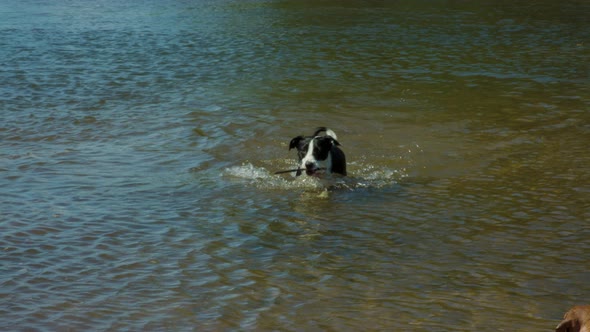 Medium of black and white border collie fetching a stick from a river then shaking off the water.