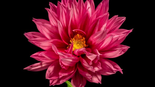 Red Dahlia Opening Flower in Time Lapse on a Black Background. Tender Blooming Plant Natural Concept