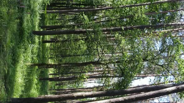 Vertical Video of Forest Landscape in Summer Slow Motion