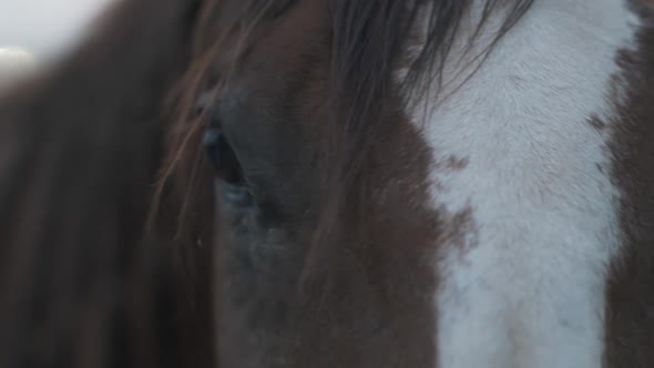 Horses eye close up