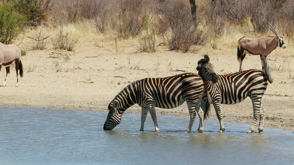 Plains Zebras And Gemsbok Drinking At A Waterhole