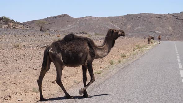 Wild dromedary camel walking on a highway 