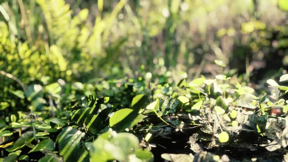 Close Up Tropical Nature Green Leafs and Grass alt