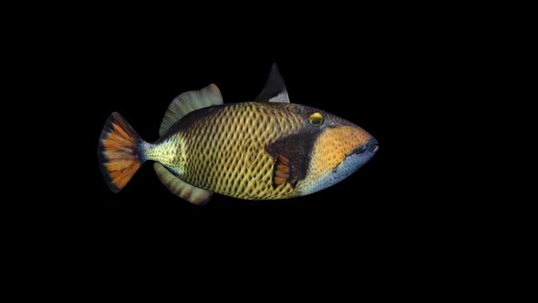 Titan Triggerfish alt